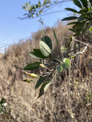 Nicotiana glauca