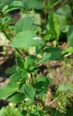 Polygonum aviculare