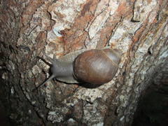Megalobulimus oblongus