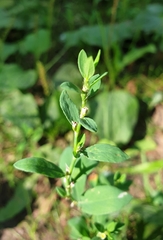 Polygonum aviculare