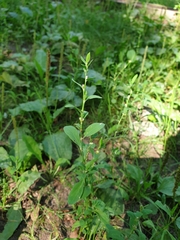 Polygonum aviculare