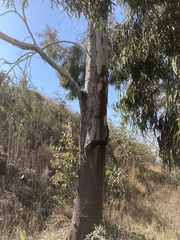 Eucalyptus camaldulensis