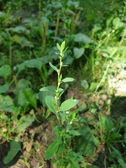Polygonum aviculare