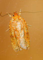 Agonopterix robiniella
