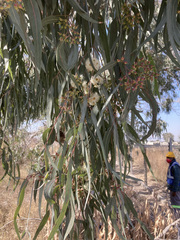 Eucalyptus camaldulensis