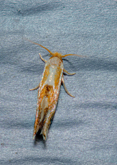 Philonome clemensella