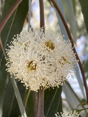 Eucalyptus camaldulensis
