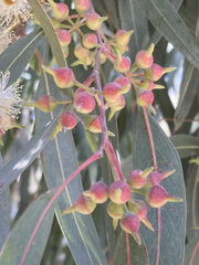 Eucalyptus camaldulensis