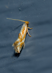 Philonome clemensella