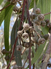 Eucalyptus camaldulensis