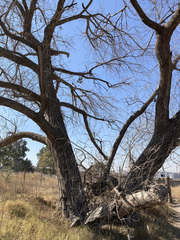 Populus deltoides