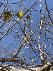 Populus deltoides