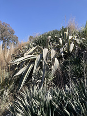Agave americana