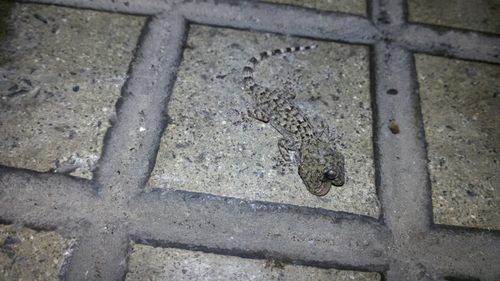 Tarentola mauritanica