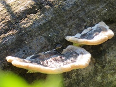 Trametes