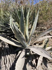 Agave americana