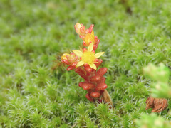 Sedum annuum