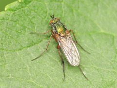 Dolichopus ungulatus