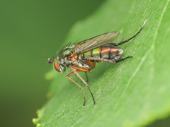 Dolichopus ungulatus