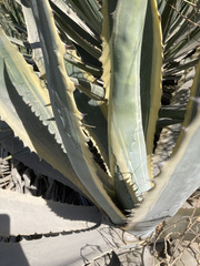 Agave americana
