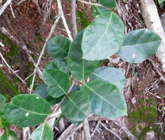 Ficus tinctoria