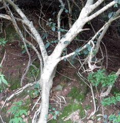 Ficus tinctoria