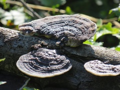 Trametes