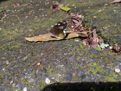 Lieinix nemesis atthis