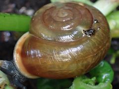 Fruticicola fruticum