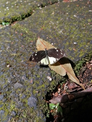 Lieinix nemesis atthis