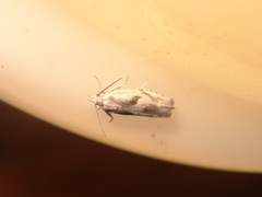 Eucosma metzneriana