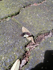 Lieinix nemesis atthis