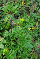Rorippa sylvestris