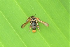 Tyrictaca yoshiyasui