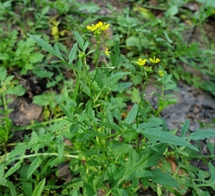 Rorippa sylvestris