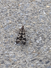 Panorpa carolinensis