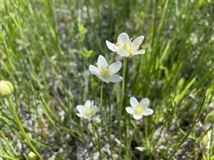 Parnassia parviflora