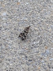 Panorpa carolinensis