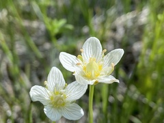 Parnassia parviflora