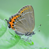 Black Hairstreak - Photo (c) Константин Самодуров, some rights reserved (CC BY-NC), uploaded by Константин Самодуров