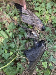 Corvus monedula soemmerringii