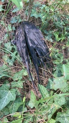 Corvus monedula soemmerringii