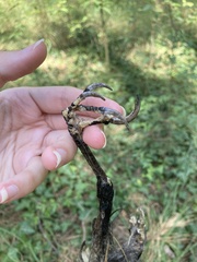 Corvus monedula soemmerringii