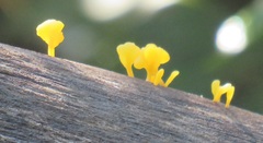 Dacrymycetaceae