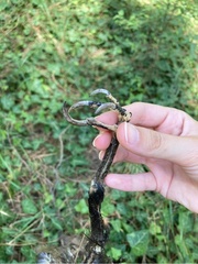 Corvus monedula soemmerringii