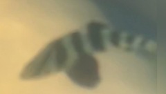 Seriola zonata