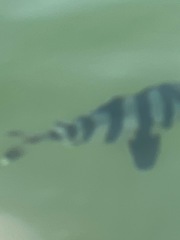 Seriola zonata