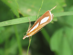 Catoptria conchella
