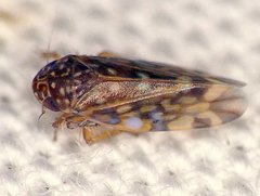 Xestocephalus superbus