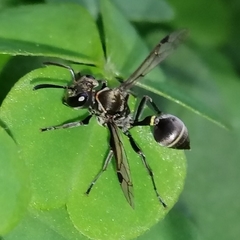 Metapolybia